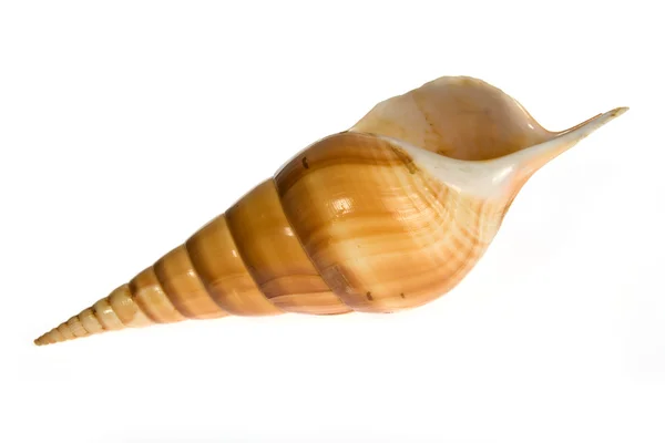 Muschel isoliert auf weißem Hintergrund — Stockfoto