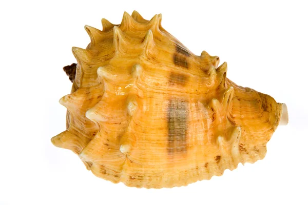 Seashell elszigetelt fehér háttér — Stock Fotó