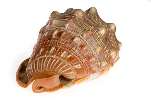 Seashell изолированы на белом фоне — стоковое фото