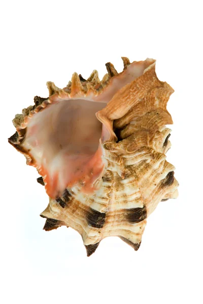 Seashell απομονώνονται σε λευκό φόντο — Φωτογραφία Αρχείου