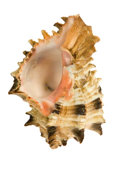 Seashell isolato su sfondo bianco — Foto Stock