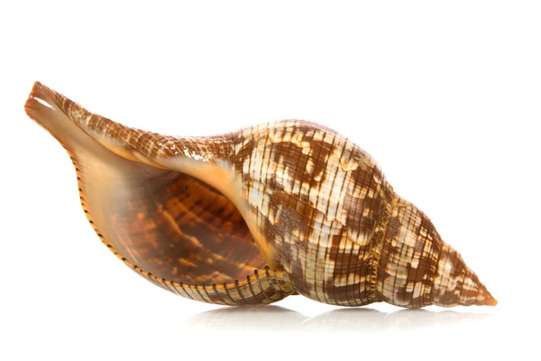 Seashell isolated on white background — Stock Photo, Image