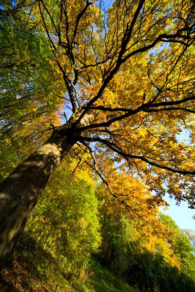 Farby jesieni — Zdjęcie stockowe