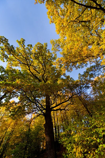 Farby jesieni — Zdjęcie stockowe