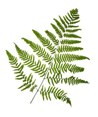 Fern leaf isolated on white background clipart