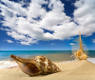 Landscape with seashell on sky