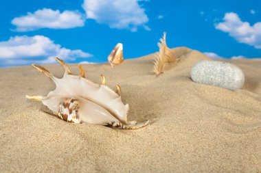 Landscape with seashell on sky