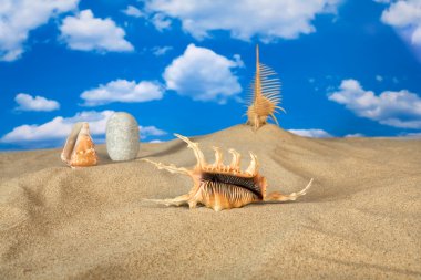 Landscape with seashell on sky