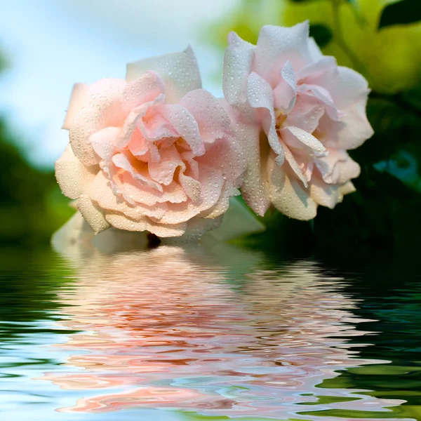 물방울이 빗발치듯 피어 오르는 분홍색 장미 — 스톡 사진