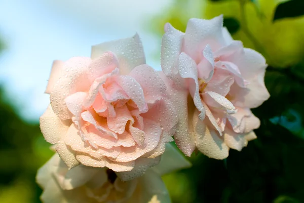 Close-up van roze roos met waterdruppels — Stockfoto