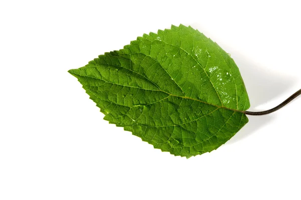 stock image Water drops on plant leaf