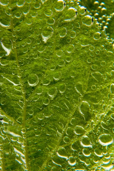 植物叶子上的水滴 — 图库照片