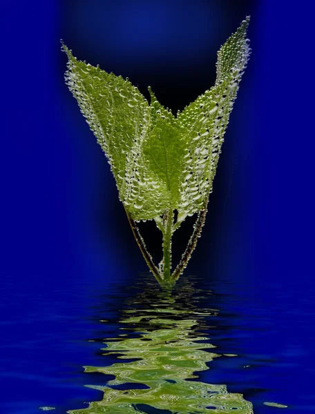 Vízcseppek a növénylevélen — Stock Fotó