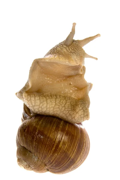 Snail isolated on white background — Stock Photo, Image