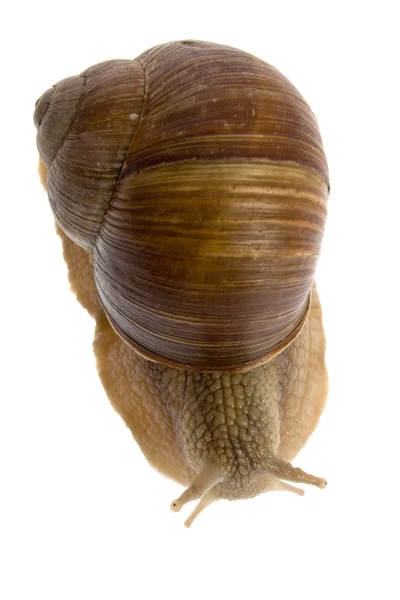 在白色背景上隔离的蜗牛 — 图库照片