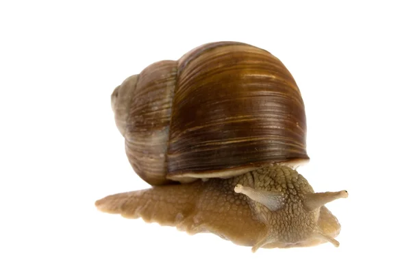stock image Snail isolated on white background