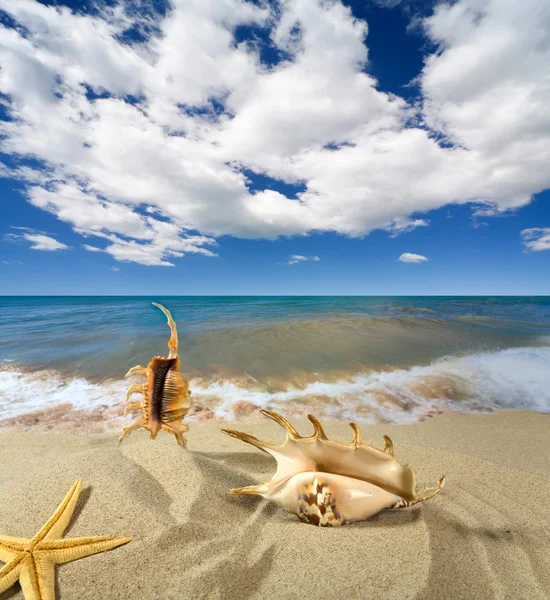 Paisaje con concha marina en el cielo — Foto de Stock