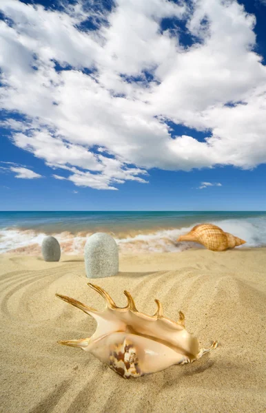 Landscape with seashell on sky — Stok fotoğraf