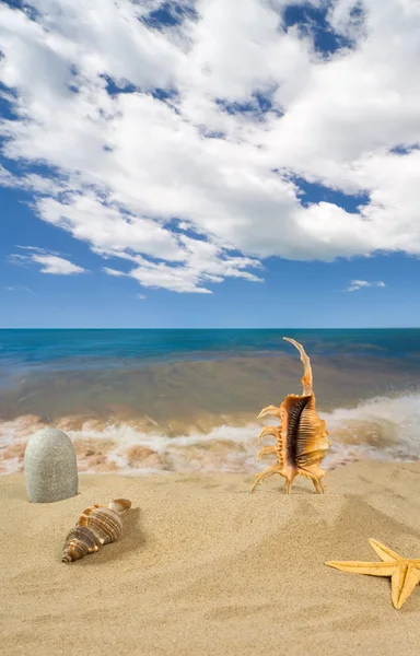 空の貝殻を風景します。 — ストック写真