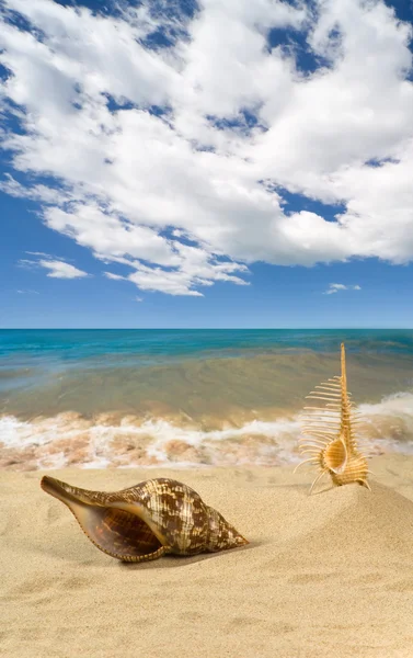 Landscape with seashell on sky — Stok fotoğraf