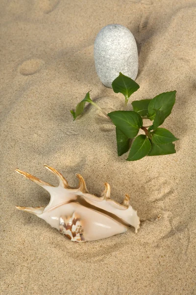 Landscape with seashell on sky — Stock Photo, Image