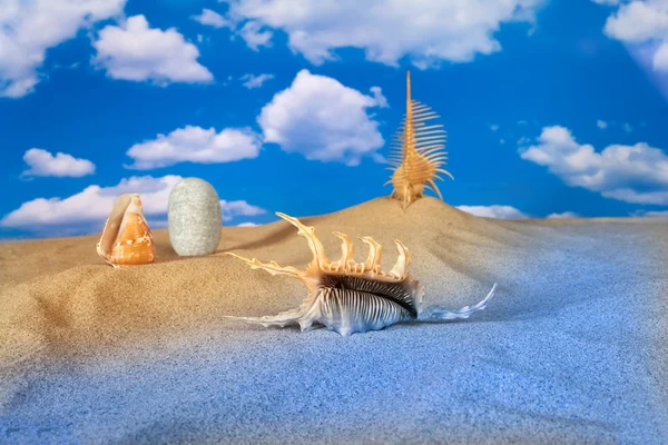 A sky seashell táj — Stock Fotó