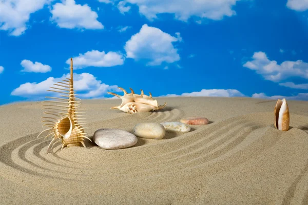 A sky seashell táj — Stock Fotó