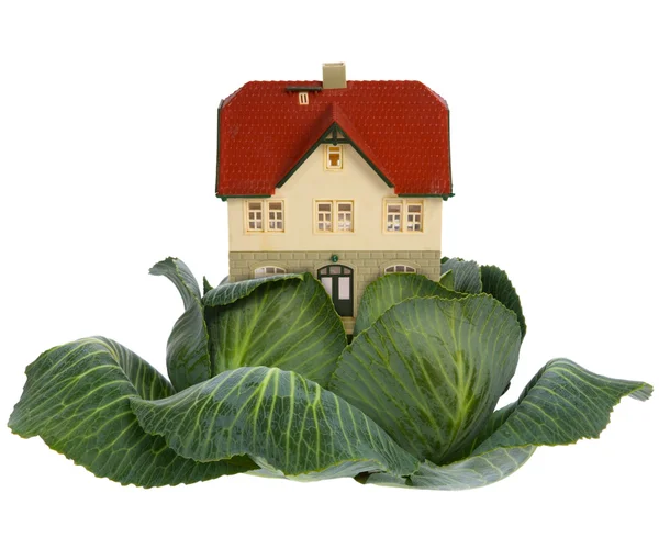 House in cabbage on white — Stock Photo, Image