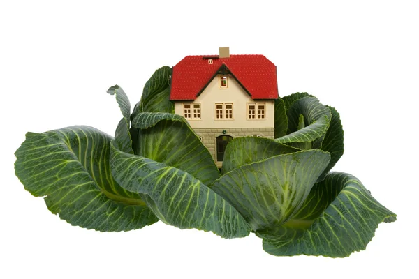 House in cabbage on white — Stock Photo, Image