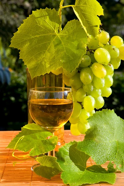 Concept druiven wijn — Stockfoto