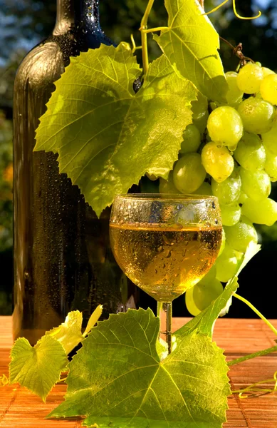 Koncept hroznové víno — Stock fotografie
