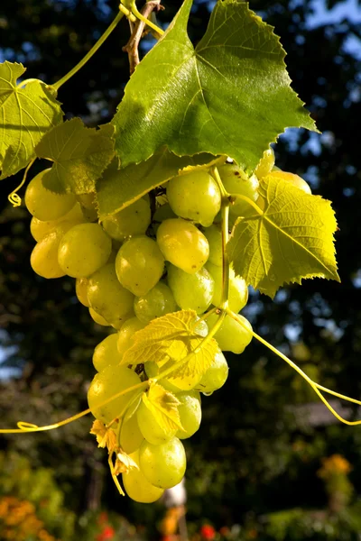 Концепт винограда — стоковое фото