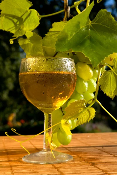Koncept hroznové víno — Stock fotografie