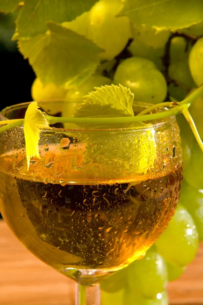 Concept grape wine — Stock Photo, Image