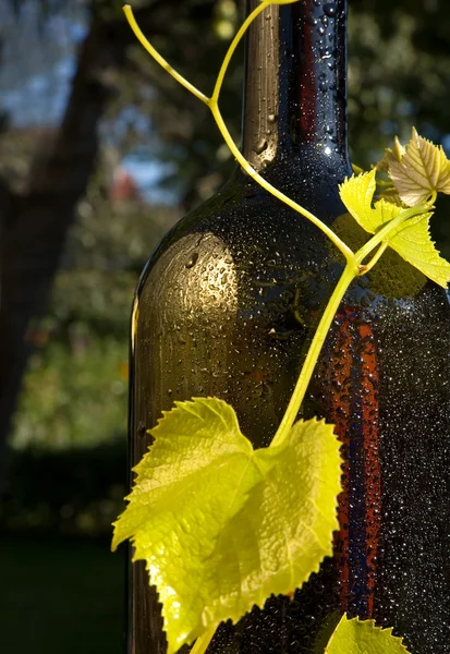 Conceito vinho de uva — Fotografia de Stock