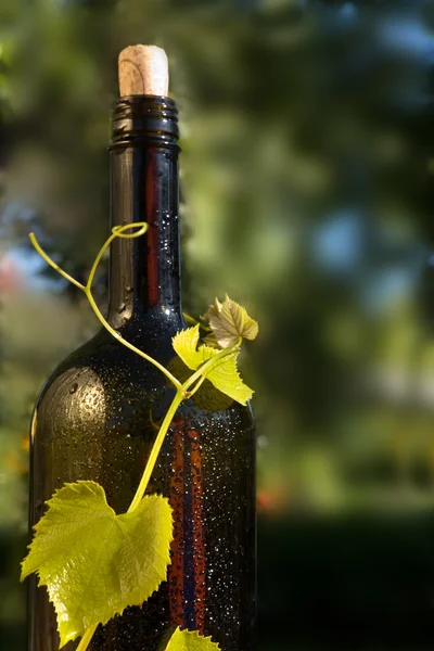 Begreppet druvor vin — Stockfoto