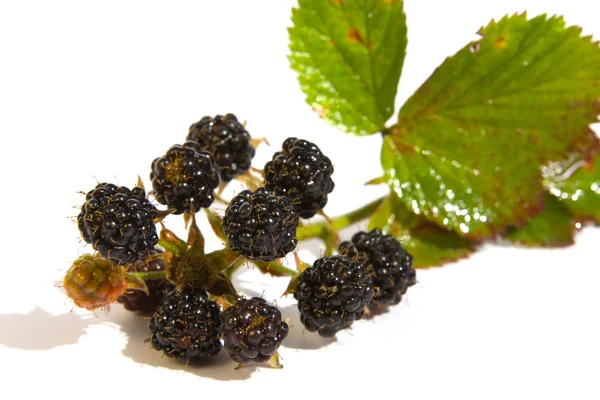 在白色上分离的黑莓 — 图库照片
