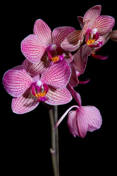 stock image Purple orchid flower