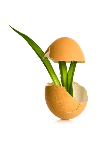 Яєчних концепціями ізольовані — стокове фото