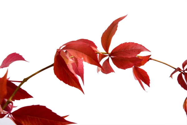 Blätter von wilden Trauben — Stockfoto