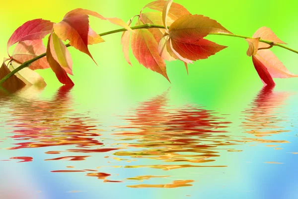 色の背景上の野生のブドウの葉 — ストック写真