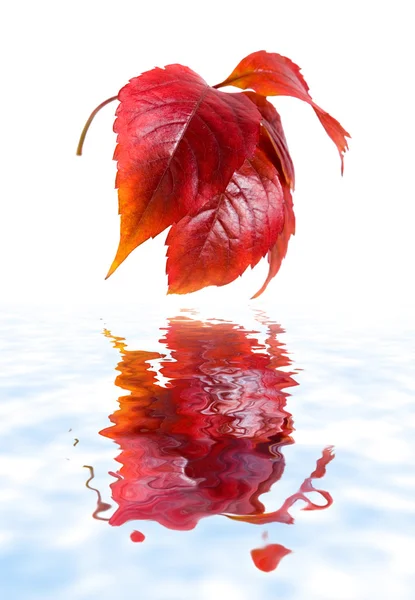 야생 포도의 잎 — 스톡 사진