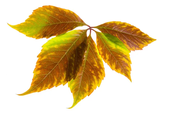 Blätter von wilden Trauben — Stockfoto