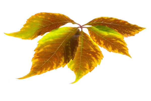 stock image Leafage of wild grape