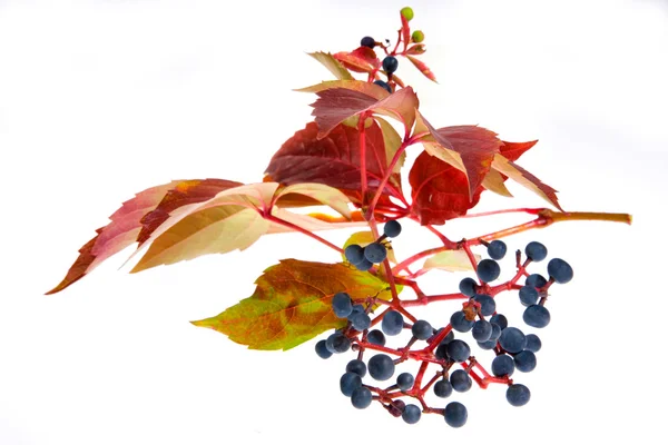木酢的野生山葡萄 — 图库照片