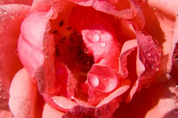 Close-up de rosa rosa com gotas de água — Fotografia de Stock