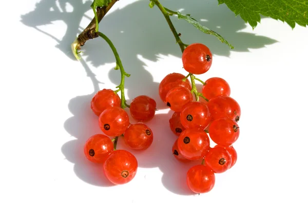 红醋栗水果和绿色的树叶 — 图库照片