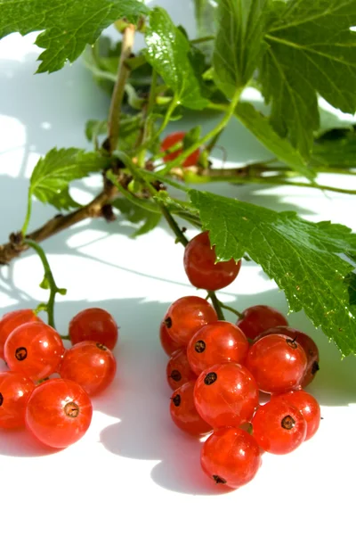 Röda vinbär frukt och gröna blad — Stockfoto