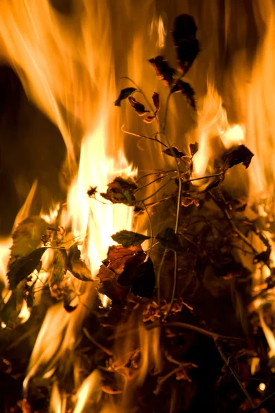 火和火焰的特写 — 图库照片