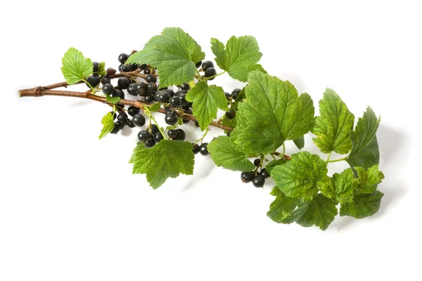 블랙 커 런 트 과일과 녹색 잎 — 스톡 사진